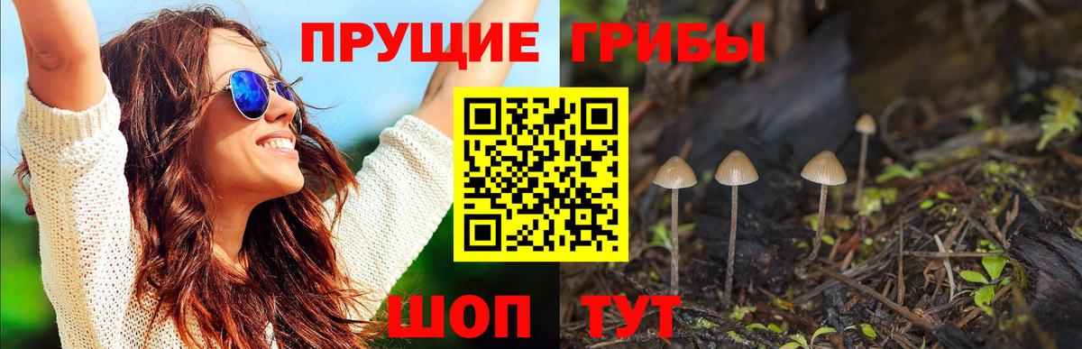 Псилоцибиновые грибы Psilocybine cubensis Дербент